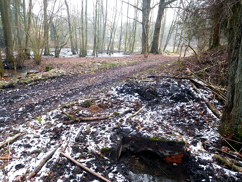 Schierenbeke Tannenhöhe Bachoffenlegung 02