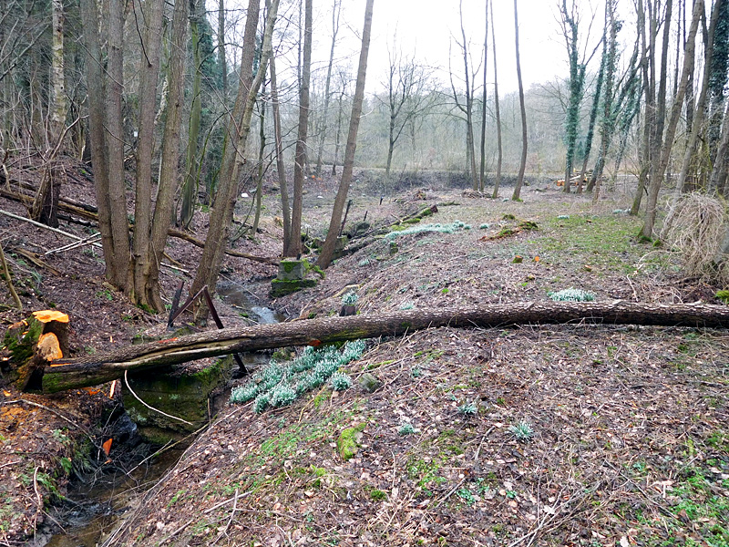 Schierenbeke Tannenhöhe Bachoffenlegung 05