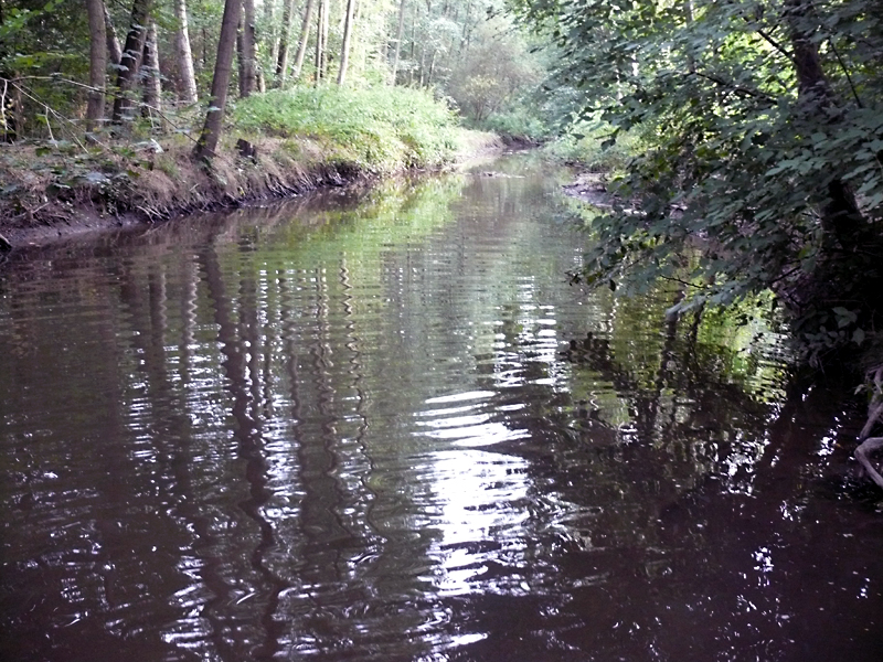 brandbach nsg bustedter wiesen bachverlegung sohlerhoehung und uferabflachung 01