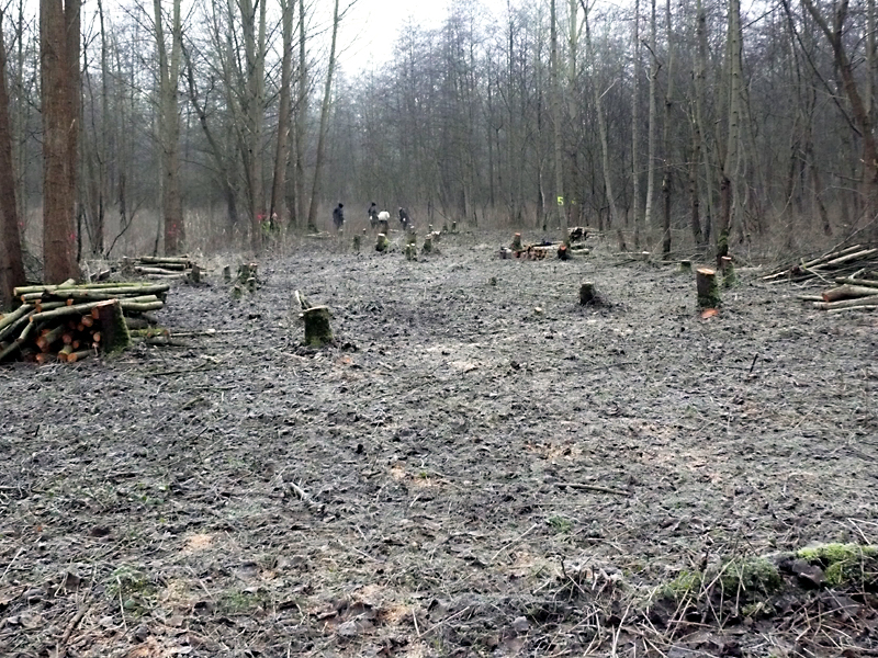 brandbach nsg bustedter wiesen bachverlegung sohlerhoehung und uferabflachung 02