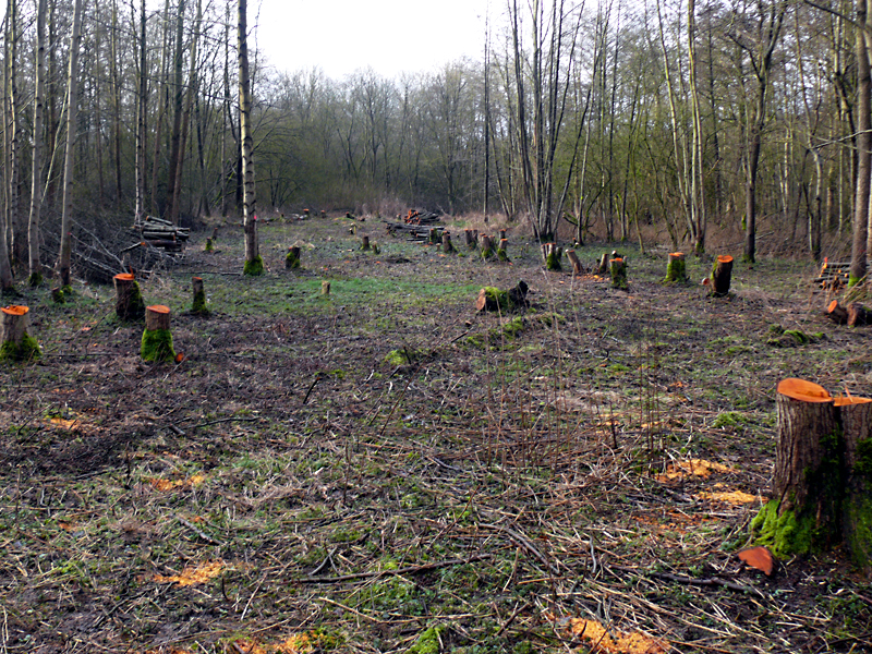 brandbach nsg bustedter wiesen bachverlegung sohlerhoehung und uferabflachung 03