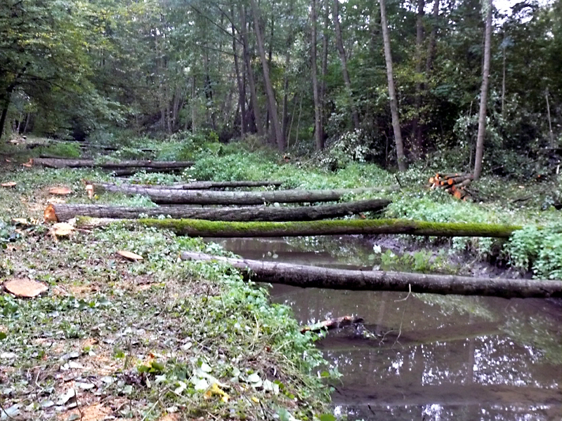 brandbach nsg bustedter wiesen bachverlegung sohlerhoehung und uferabflachung 12