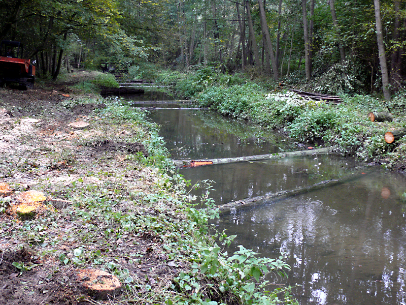 brandbach nsg bustedter wiesen bachverlegung sohlerhoehung und uferabflachung 13