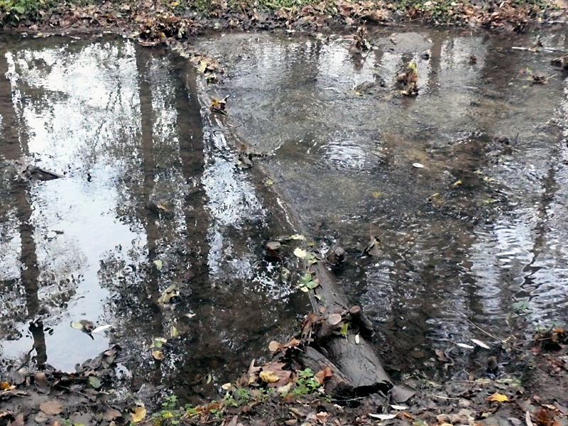 brandbach nsg bustedter wiesen bachverlegung sohlerhoehung und uferabflachung 15