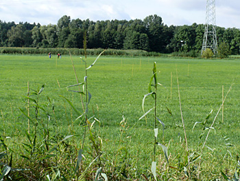 Sommer 2008, Trassenfindung