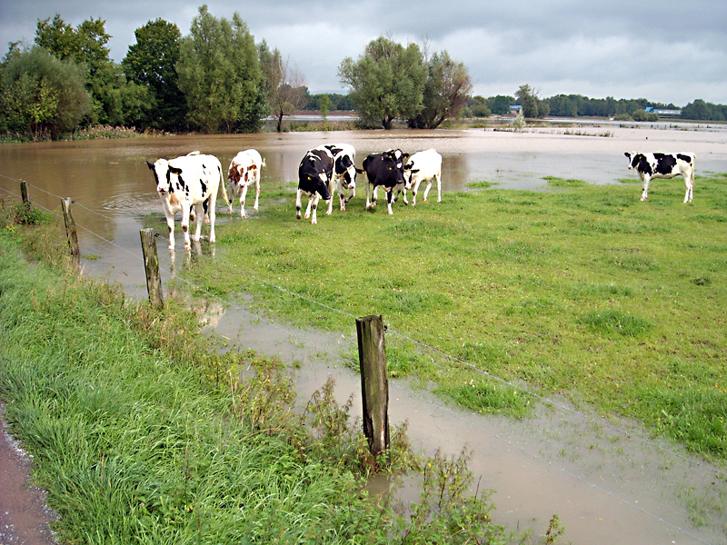 hochwasser else buende