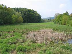 Ansicht Wiesenfläche 