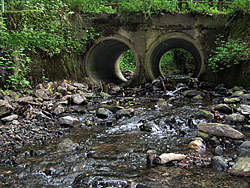 Der Borstenbach ist an dieser Stelle wieder in beiden Richtungen durchgängig