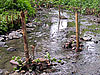 Nach Beendigung der Maßnahmen hat der Bach wieder die Möglichkeit sich frei inmitten des Muldenkerbtales zu entfalten, wobei die natürlichen Treibholzsperren sowohl dem Hochwasserschutz als auch der Gewässerökologie dienen