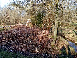 Neophyten zeigen dominantes Verhalten und verdrängen die heimische Flora