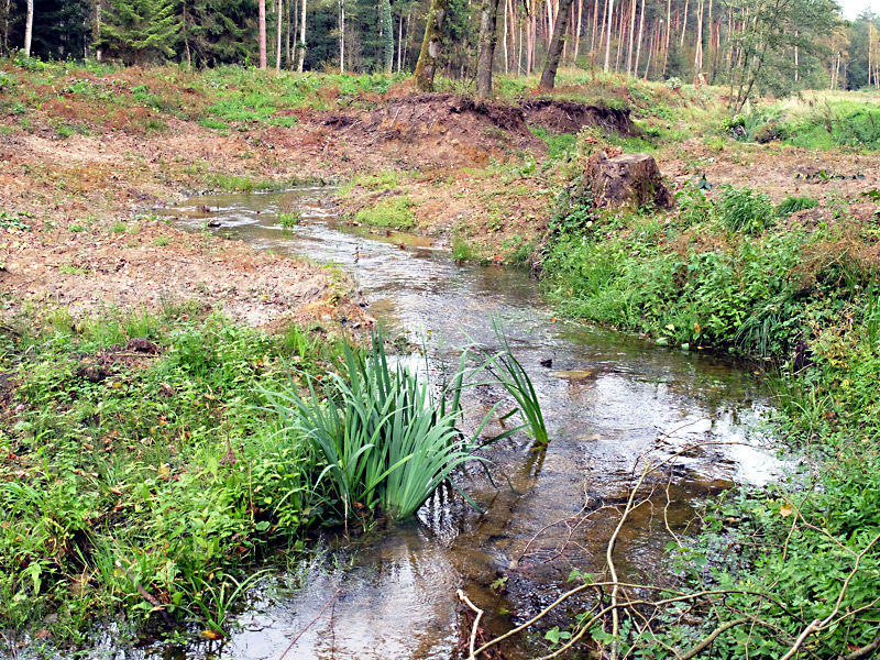 twiehauser bach aufweitung24