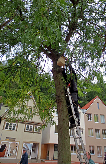 nistkasten1 forellenbach